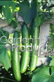 3 Seed Peat Pots from GardeningProducts4Less Bitter free Foot Long Cucumbers Surge Skyward Pant. Start Picking Big Pencil straight Cucumbers on Vertical Vines in Just 50 Days The More You Pick the More They Produce. Plants, Vegetables, All Natural, Gourme