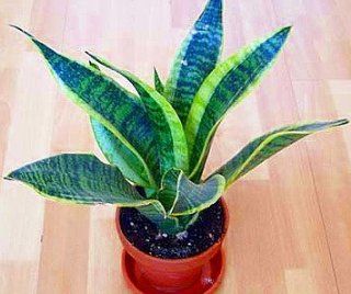 Futura Snake Plant, Mother In Law's Tongue   Sanseveria   4" Pot : Live Indoor House Plants : Everything Else