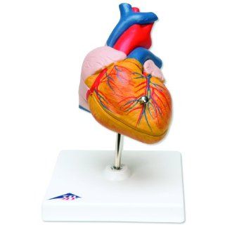 3B Scientific G08 2 Part Classic Heart Model, 7.5" x 4.7" x 4.7": Industrial & Scientific