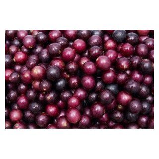 *NEW* RED TAME GIANT SCUPPERNONG/MUSCADINE GRAPE *RARE*Sweetest* 7* SEEDS*#1230 : Vegetable Plants : Patio, Lawn & Garden