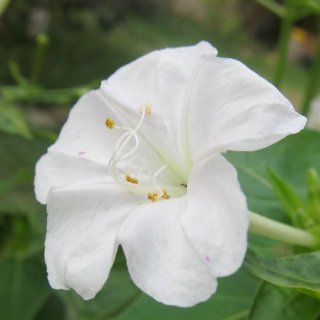 60 Flower Seeds, Four O'Clock "White" (Mirabilis jalapa) Seeds By Seed Needs : Flowering Plants : Patio, Lawn & Garden