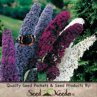 20+ Seeds, Butterfly Bush "Mixed Colors" (Buddleia Ddavidii) Seeds By Seed Needs : Butterfly Bush Plants : Patio, Lawn & Garden