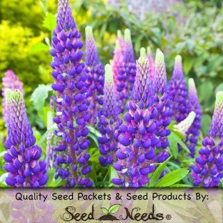 60 Flower Seeds, Lupine "Wild Perennial" (Lupinus perennis) Seeds By Seed Needs : Flowering Plants : Patio, Lawn & Garden