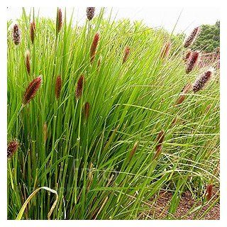 Outsidepride Pennisetum Red Buttons   25 seeds : Grass Plants : Patio, Lawn & Garden