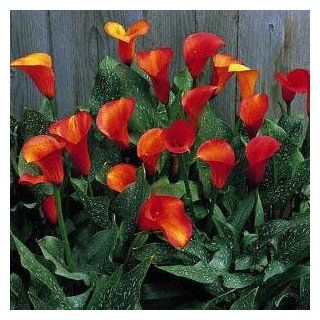 Flame Calla Lily Bulb   Opens Yellow Matures to Flame  Calla Plants  Patio, Lawn & Garden