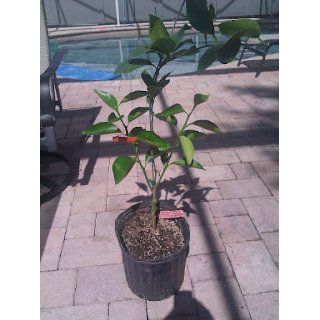 2 3 Year Old Moro Blood Orange Tree in (3) Gallon Grower's Pot, 3 Year Warranty : Tree Plants : Patio, Lawn & Garden