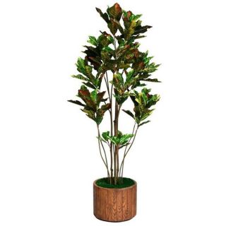 Laura Ashley 81 inch Tall Croton Tree with Multiple Trunks in