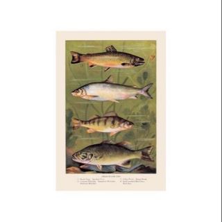 Freshwater Fish Print (Canvas Giclee 20x30)