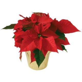 6 in. Live Poinsettia (In Store Only) 6INP2013