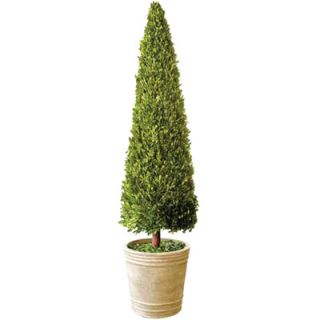 Mills Floral Boxwood Cone Topiary in Pot