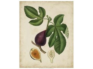 Non Embellished Antique Fig Tree Poster Print by Weddell (25 x 31)