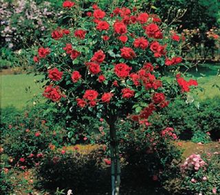 Parks Easy Care Mister Lincoln Tree Rose —