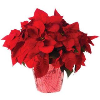 8 in. Live Poinsettia (In Store Only) 8INP2013