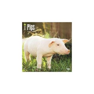 Pigs 2016 Calendar