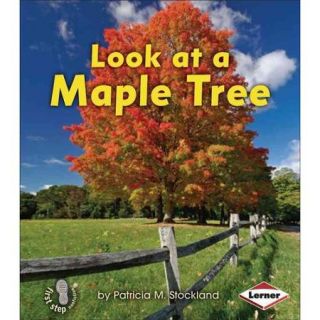 Look at a Maple Tree