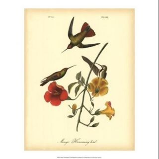 Mango Hummingbird Poster Print by John James Audubon (16 x 20)