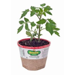 Bonnie Plants 4.5 in. Big Boy Tomato 117