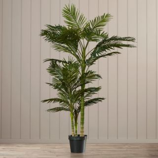 Beachcrest Home Brookings Cane Palm Tree in Pot I