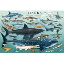 Eurographics Inc 1000 piece Shark Puzzle   Shopping   Great