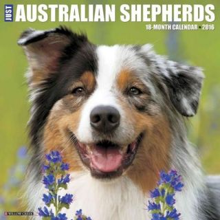 Just Australian Shepherds 2016 Calendar