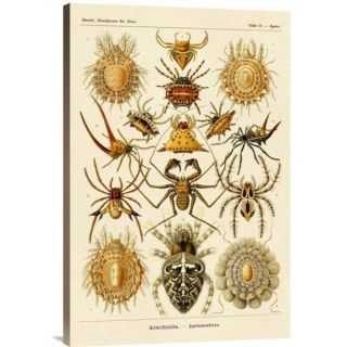Big Canvas Co. Ernst Haeckel Haeckel Nature Illustrations: Spiders
