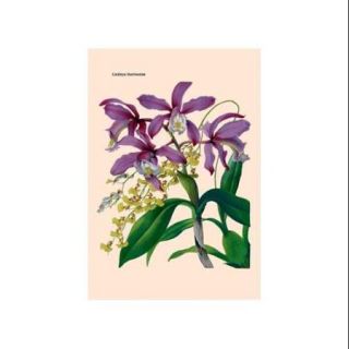 Orchid: Cattleya Harrisoniae Print (Canvas 12x18)
