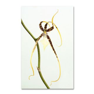 Spider Orchid by Kurt Shaffer Photographic Print Wrapped on Canvas