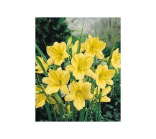 By The Vine Big Time Happy Daylily —