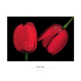 Tulips, Japan, 1980 Poster Print by Ernst Haas (32 x 24)