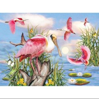 Roseate Spoonbill Poster Print by Rosiland Solomon (11 x 9)