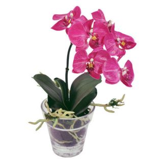 Jane Seymour Phalaenopsis Orchid 12 in. White Silk Flower Arrangement