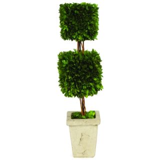 Boxwood Double Square Topiary   17722944   Shopping
