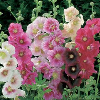 Hollyhock Mixed Bare Root Dormant Plants (12 Pack) 70326